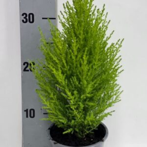 Cupressus Goldcrest Wilma piramide 12cm
(10 Plants/Order)(12cmP 39cmH)