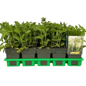 Salvia nemorosa Sensation White
(10 Plants/Order)(11cmP 25cmH)