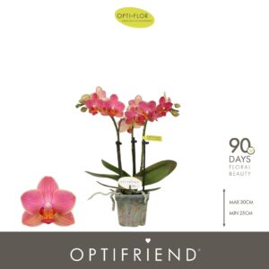 Phalaenopsis Multiflora Optifriend Gwen 3 spike
(8 Plants/Order)(7cmP 25cmH)