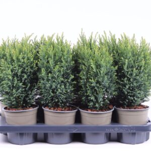 Chamaecyparis Snow Whit lawsoniana
(8 Plants/Order)(13cmP 35cmH)
