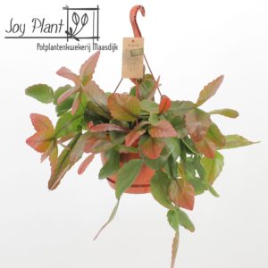 Rhipsalis Rhipsalis Rubra
(3 Plants/Order)(21cmP 50cmH)