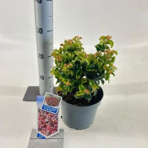 Leucothoe axillaris Curly Red PBR
(1 Plants/Order)(17cmP 25cmH)