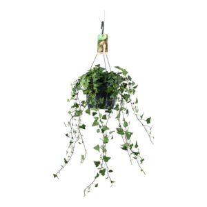 Hedera helix green hangpot white basic
(1 Plants/Order)(17cmP 30cmH)