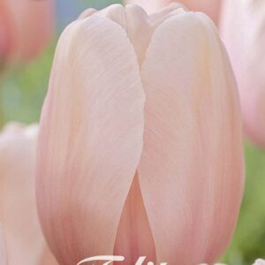 Droge Bulbs Tulipa Darwin hybride Salmon Impression x10 12/+
(10 Plants/Order)(20cmP 55cmH)
