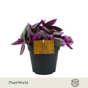 Tradescantia albiflora Nanouk
(8 Plants/Order)(12cmP 20cmH)