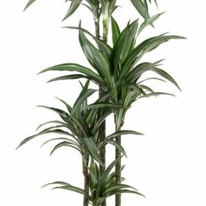 Dracaena Ulises 90-60-30-15
(1 Plants/Order)(27cmP 150cmH)