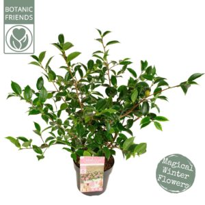 Camellia sasanqua Strawberry Swirl' Premium
(1 Plants/Order)(19cmP 50cmH)