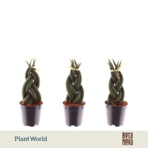 Sansevieria Cylindrica Twist'
(20 Plants/Order)(6cmP 12cmH)