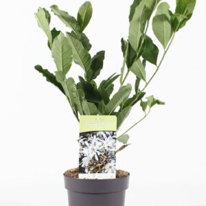 Magnolia stellata
(1 Plants/Order)(19cmP 50cmH)