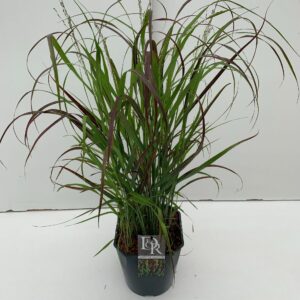 Panicum virgatum Sangria'
(1 Plants/Order)(23cmP 40cmH)