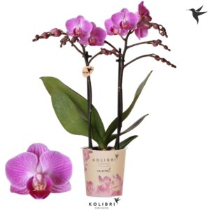 Phalaenopsis Multifloratypes other Vienna 2 spike
(12 Plants/Order)(9cmP 40cmH)