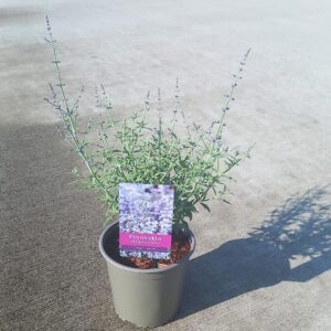 Perovskia atriplicifolia Prime Time' PBR
(1 Plants/Order)(17cmP 30cmH)