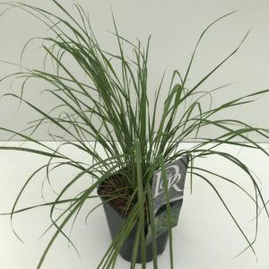 Siergrassen mix Anemanthele 'Sirocco'
(6 Plants/Order)(17cmP 40cmH)