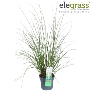Cortaderia selloana Evita' P23
(1 Plants/Order)(23cmP 70cmH)