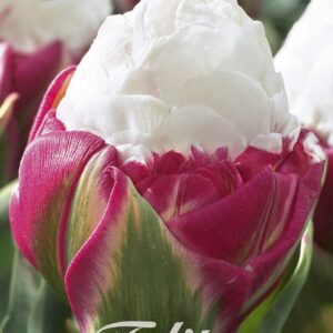 Droge Bulbs Tulipa Double Late Ice Cream x 5 12/+ (Premium)
(10 Plants/Order)(20cmP 15cmH)
