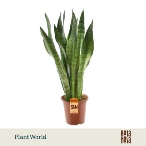 Sansevieria zeylanica
(6 Plants/Order)(17cmP 75cmH)