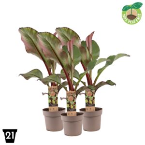 Musa (ensete) 'Maurelli' 100% Fruit, P21
(1 Plants/Order)(21cmP 65cmH)