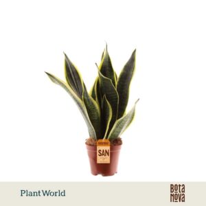 Sansevieria Futura Superba 3 stekken p.p.
(10 Plants/Order)(12cmP 35cmH)