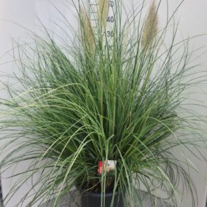 Cortaderia selloana Pumila
(1 Plants/Order)(40cmP 120cmH)