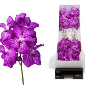 Vanda Kanchana Magic Pink Vanda 10 spike pink magic
(10 Plants/Order)(cmP 25cmH)