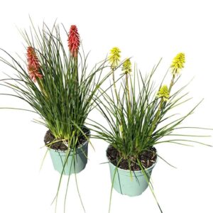 Kniphofia other Poco Diverse Colours
(1 Plants/Order)(19cmP 60cmH)