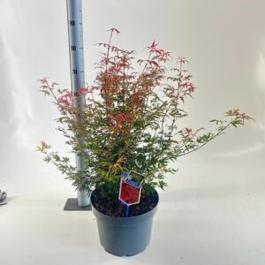 Acer palmatum Jerre Schwartz
(1 Plants/Order)(29cmP 130cmH)