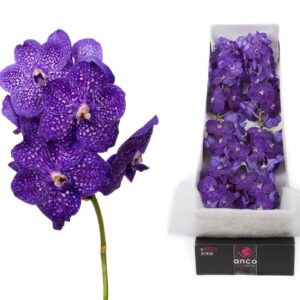 Vanda Nitaya Tweed Blue Vanda 10 spike Tweed Blue
(10 Plants/Order)(cmP 25cmH)