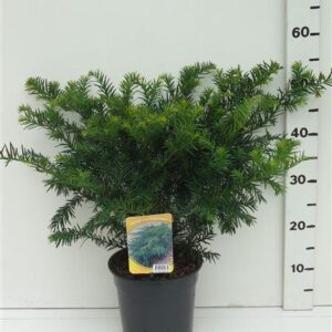 Taxus baccata Repandens
(1 Plants/Order)(19cmP 65cmH)