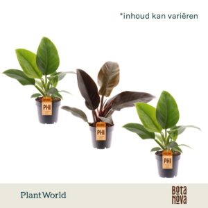Philodendron mix Imperial Green Red
(7 Plants/Order)(14cmP 35cmH)