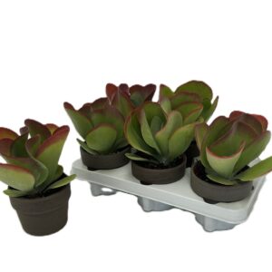Kalanchoe thyrsiflora Flapjack in 11 cm Calima basalt steen
(6 Plants/Order)(11cmP 24cmH)