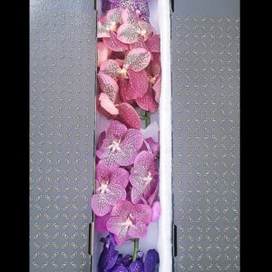 Vanda per spike mixed Vanda Weekmix X4
(4 Plants/Order)(5cmP 25cmH)