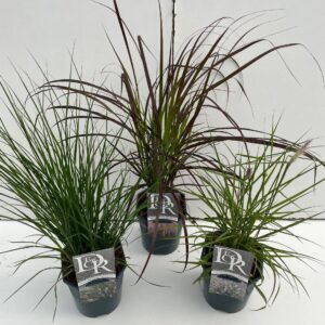 Pennisetum mix
(6 Plants/Order)(17cmP 20cmH)