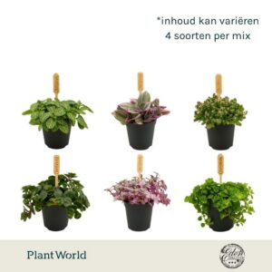 Indoor plants mixed tray 5,5cm mix B
(20 Plants/Order)(5.5cmP 10cmH)
