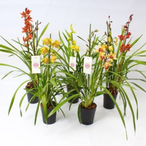 Cymbidium Colours mix 2-3 spike
(7 Plants/Order)(14cmP 85cmH)