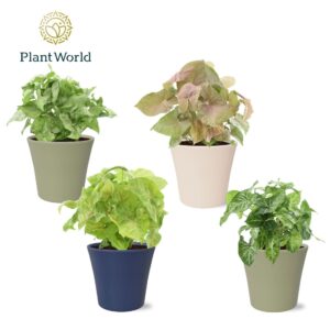 Indoor plants Syngonium mix in Pot Coco collectie Top Blend
(6 Plants/Order)(14cmP 30cmH)