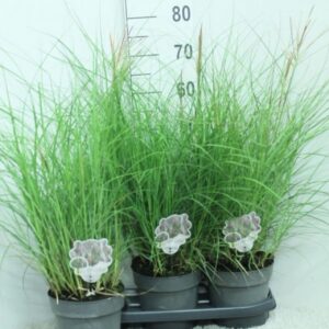 Miscanthus Red Chief sin. P19
(3 Plants/Order)(19cmP 80cmH)