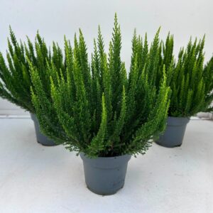 Calluna Skyline """Beauty Ladies"""
(10 Plants/Order)(10.5cmP 30cmH)