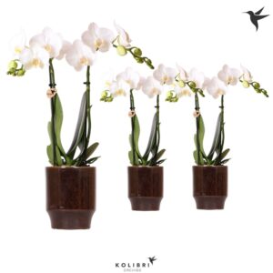 Phalaenopsis Multiflora white 2 spike in Classy Pot brown
(8 Plants/Order)(9cmP 40cmH)