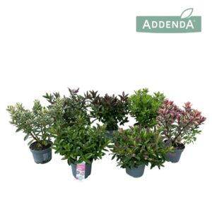 Hebe Addenda P12 Mix-laag (groen and bont)
(8 Plants/Order)(12cmP 30cmH)