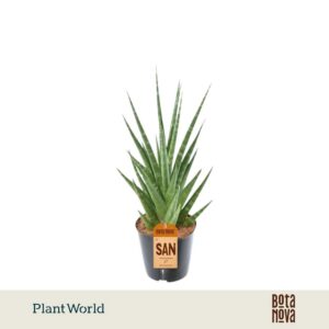Sansevieria Cylindrica Dancing Queen
(6 Plants/Order)(12cmP 30cmH)