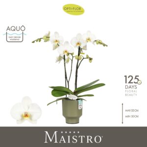 Phalaenopsis white more Ripsen Maistro Beethoven 2 spike 50 cm in Emilia Green Aquo
(6 Plants/Order)(12cmP 50cmH)