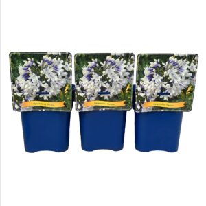 Agapanthus africanus 'Twister' C5
(1 Plants/Order)(21cmP 35cmH)