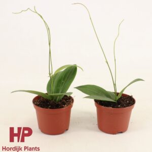 Hoya Hoya soligamiana P9
(12 Plants/Order)(9cmP 20cmH)