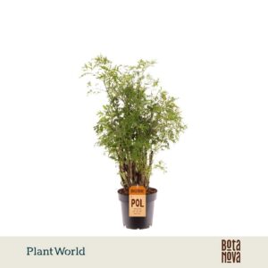 Polyscias fruticosa Hawaiiana Ming
(10 Plants/Order)(12cmP 50cmH)