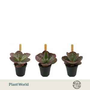 Kalanchoe humilis Surprising Desert 5,5cm
(20 Plants/Order)(5.5cmP 10cmH)