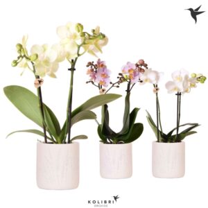 Phalaenopsis Multiflora 2 spike in Floral Pot
(6 Plants/Order)(9cmP 40cmH)