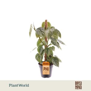 Philodendron brandtianum Mosstok
(10 Plants/Order)(12cmP 40cmH)