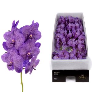 Vanda Sunanda Lavender Sprinkles Vanda Lavender Sprinkles X16
(16 Plants/Order)(cmP 25cmH)