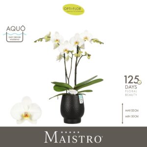 Phalaenopsis white more Ripsen Maistro Beethoven 2 spike 50 cm in Abruzzo Black Aquo
(3 Plants/Order)(12cmP 60cmH)