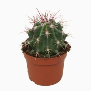 Ferocactus pilosus stainesii 10,5 cm
(10 Plants/Order)(10.5cmP 15cmH)